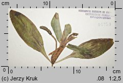 Potamogeton coloratus (rdestnica zabarwiona)
