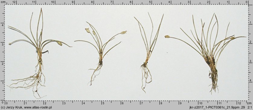 Eleocharis parvula (ponikło maleńkie)