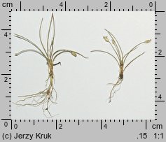 Eleocharis parvula (ponikło maleńkie)