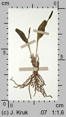 Ophioglossum polyphyllum (nasięźrzał wielolistny)