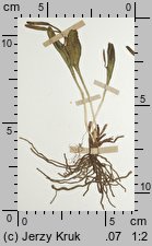 nasięźrzał wielolistny (Ophioglossum polyphyllum)