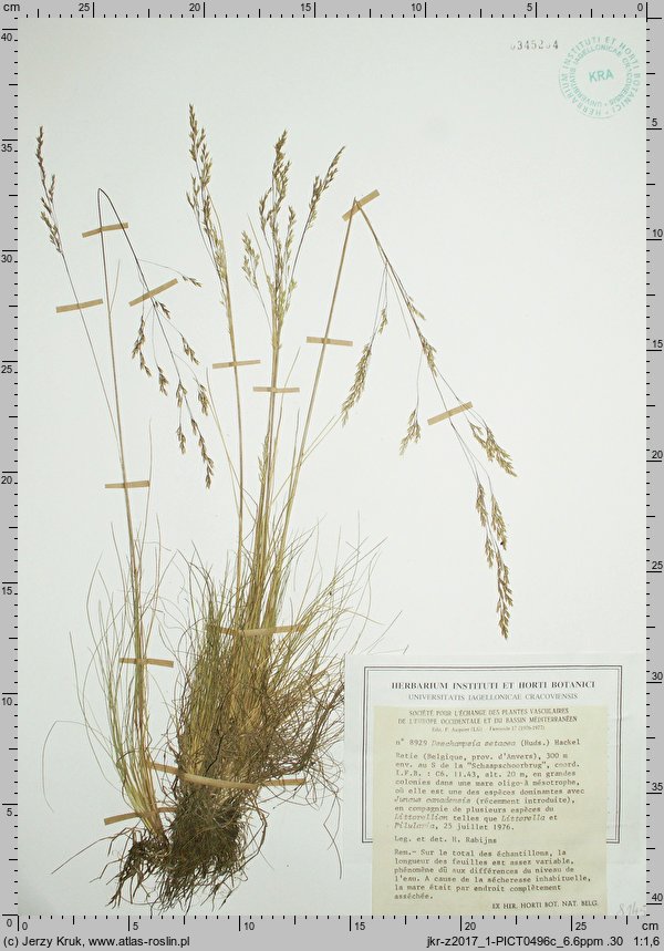 Deschampsia setacea (śmiałek szczeciniasty)