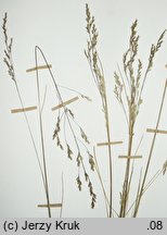 Deschampsia setacea (śmiałek szczeciniasty)