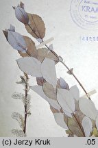 Salix starkeana (wierzba śniada)