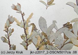 Salix starkeana (wierzba śniada)