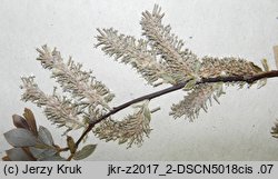 Salix starkeana (wierzba śniada)