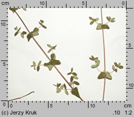 Hypericum pulchrum (dziurawiec nadobny)