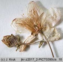 Hypericum pulchrum (dziurawiec nadobny)
