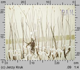 Juncus stygius (sit torfowy)