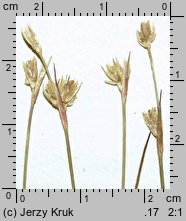 Juncus stygius (sit torfowy)