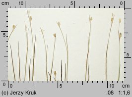 Juncus stygius (sit torfowy)