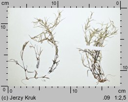 Najas flexilis (jezierza giętka)