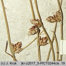 Isolepis supina (sitniczka drobna)