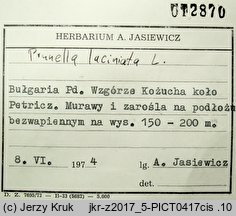 Prunella laciniata (głowienka kremowa)