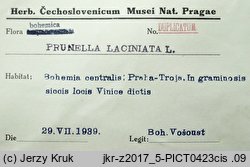 Prunella laciniata (głowienka kremowa)