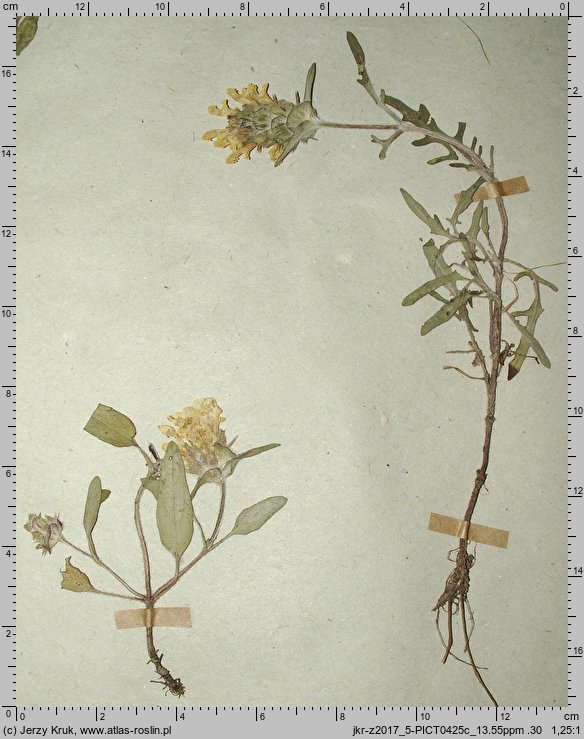 Prunella laciniata (głowienka kremowa)