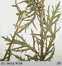 Senecio erucifolius (starzec srebrzysty)