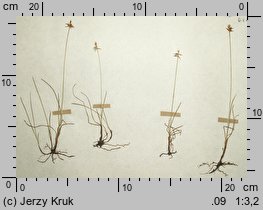 Carex microglochin (turzyca drobnozadziorkowa)