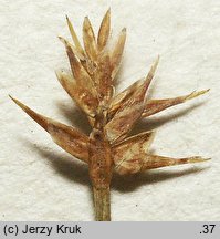 Carex microglochin (turzyca drobnozadziorkowa)