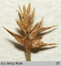 Carex microglochin (turzyca drobnozadziorkowa)