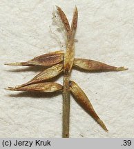 Carex microglochin (turzyca drobnozadziorkowa)