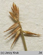 Carex microglochin (turzyca drobnozadziorkowa)