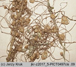 Cuscuta epilinum (kanianka lnowa)