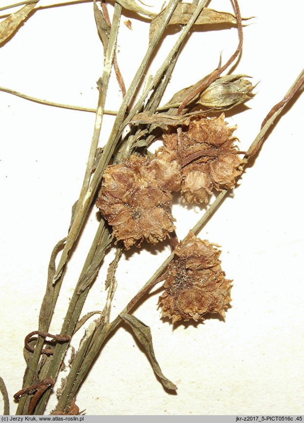 Cuscuta epilinum (kanianka lnowa)