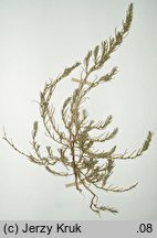Polycnemum arvense (chrząstkowiec polny)