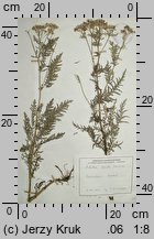 Achillea stricta (krwawnik wyprostowany)