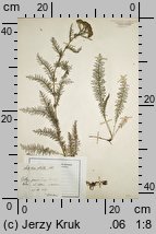 Achillea stricta (krwawnik wyprostowany)