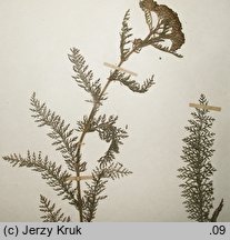 Achillea stricta (krwawnik wyprostowany)