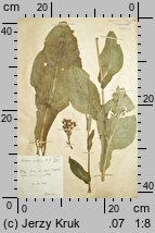 Senecio umbrosus (starzec cienisty)