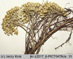 Achillea distans (krwawnik odległołatkowy)