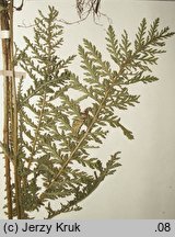 Achillea distans (krwawnik odległołatkowy)