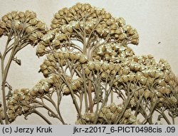 Achillea nobilis (krwawnik szlachetny)