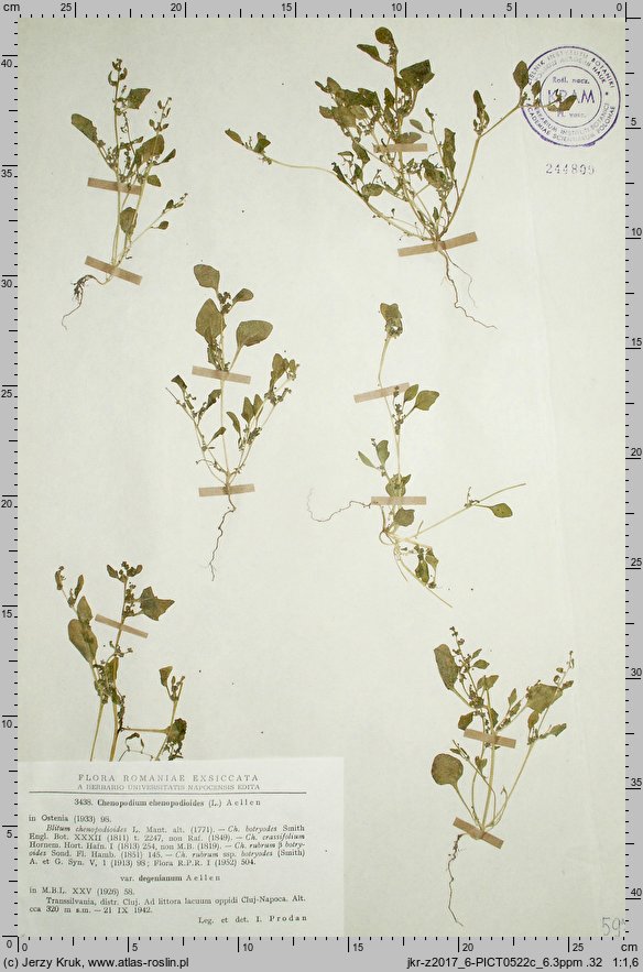 Chenopodium botryodes (komosa solniskowa)