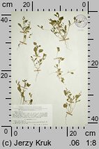Chenopodium botryodes (komosa solniskowa)