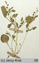 Chenopodium botryodes (komosa solniskowa)