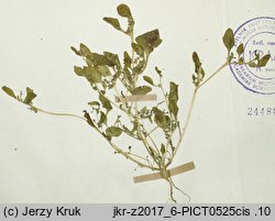 Chenopodium botryodes (komosa solniskowa)