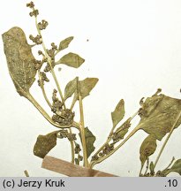 Chenopodium botryodes (komosa solniskowa)