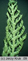 Achillea aspleniifolia (krwawnik zachyłkolistny)