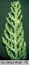 Achillea aspleniifolia (krwawnik zachyłkolistny)