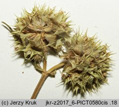 Valerianella coronata (roszpunka koroniasta)