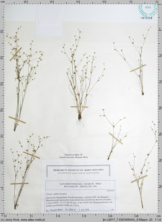 Juncus sphaerocarpus (sit kulistotorebkowy)