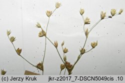 Juncus sphaerocarpus (sit kulistotorebkowy)