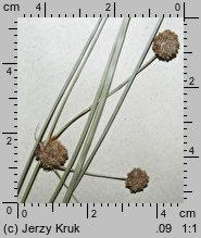 Scirpoides holoschoenus (hołoszeń główkowaty)