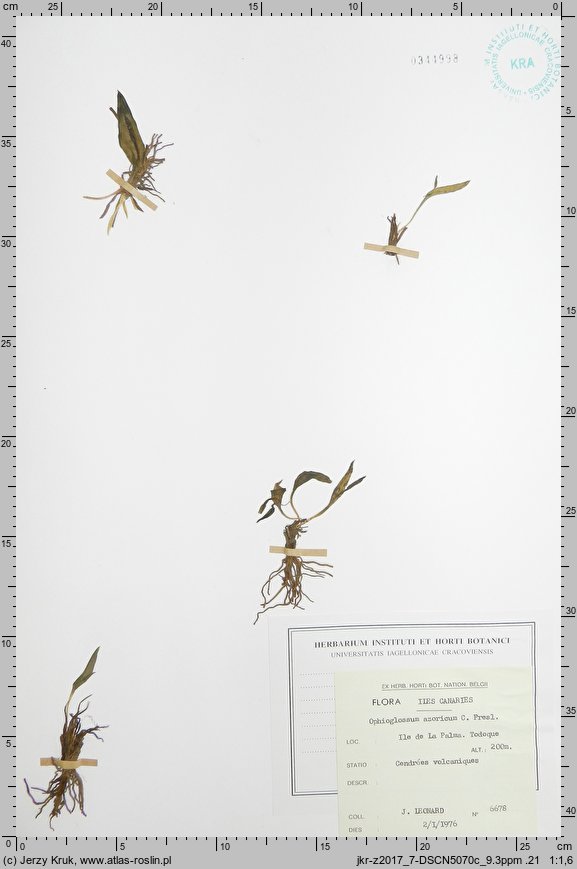 Ophioglossum azoricum (nasięźrzał azorski)