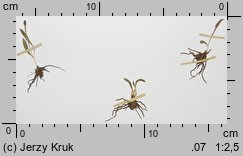 Ophioglossum lusitanicum