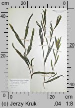 Potamogeton ×olivaceus (rdestnica oliwkowa)